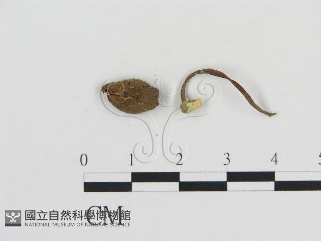 登錄號:F0011070藏品圖，第3張