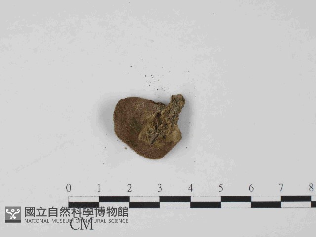 毛木耳藏品圖，第3張