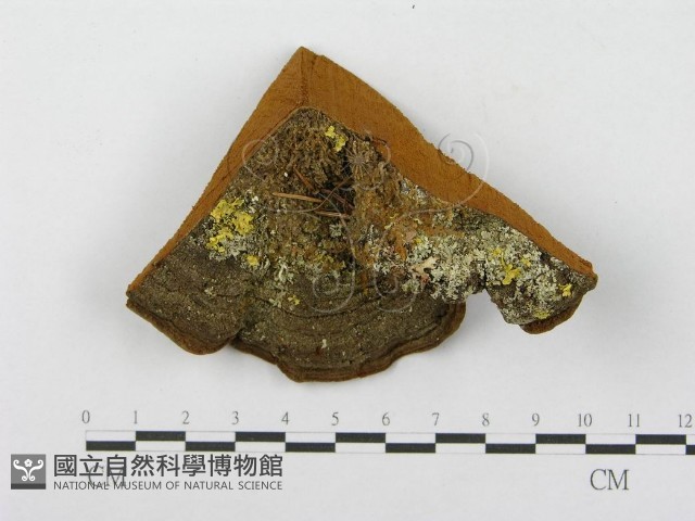 登錄號:F0014070藏品圖，第3張