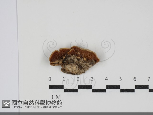 齒耳菌屬藏品圖，第3張