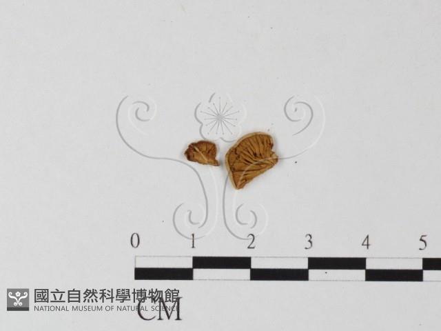 登錄號:F0002070藏品圖，第3張