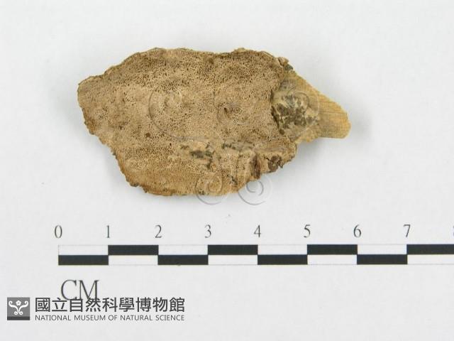 登錄號:F0007070藏品圖，第3張