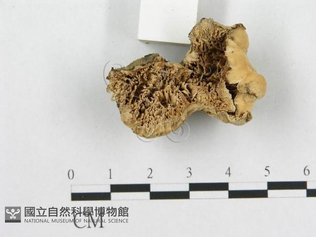 多孔菌屬藏品圖，第3張