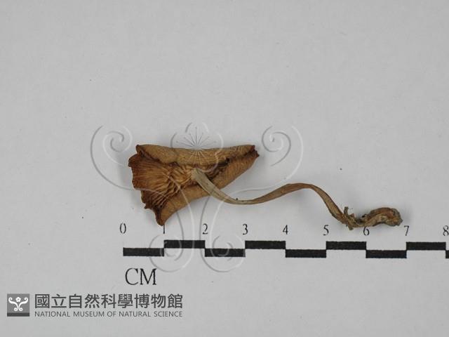 登錄號:F0029070藏品圖，第3張