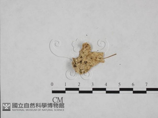 寡孔菌屬藏品圖，第3張