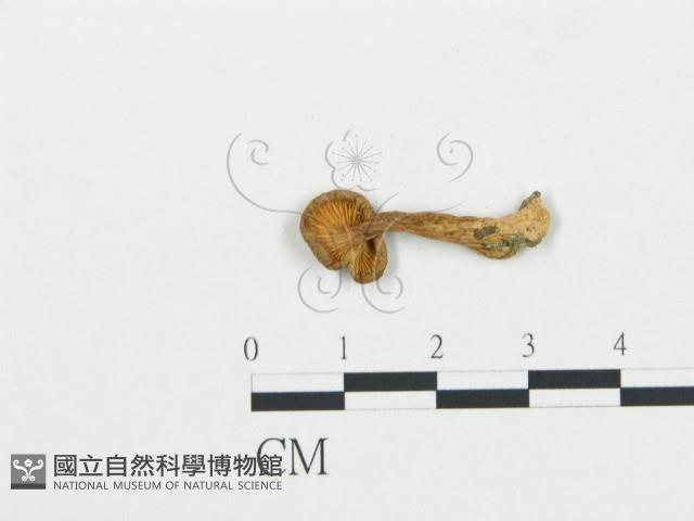 杯傘屬藏品圖，第3張