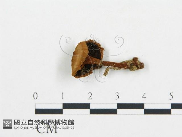 登錄號:F0008370藏品圖，第3張