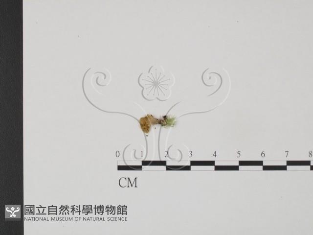 登錄號:F0021370藏品圖，第3張