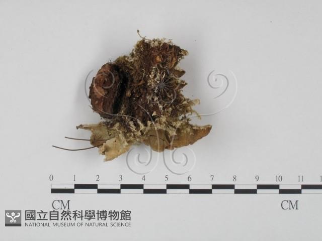 登錄號:F0001370藏品圖，第3張