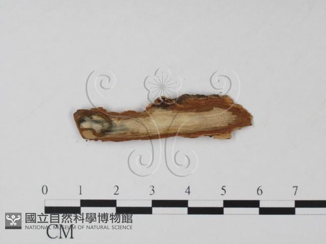 登錄號:F0011370藏品圖，第3張