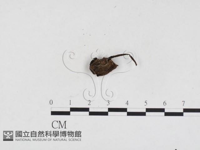登錄號:F0024370藏品圖，第3張