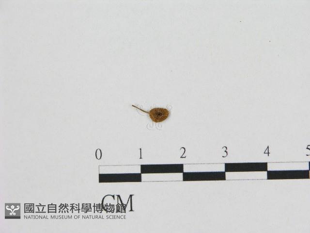 小皮傘屬藏品圖，第3張