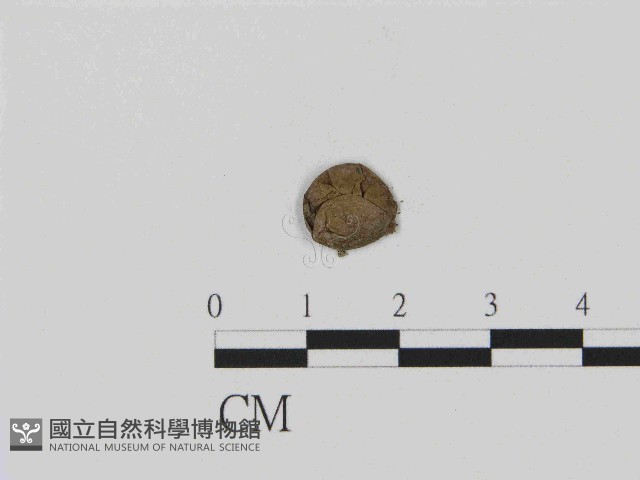 登錄號:F0014370藏品圖，第3張