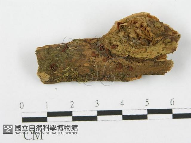 登錄號:F0012370藏品圖，第3張