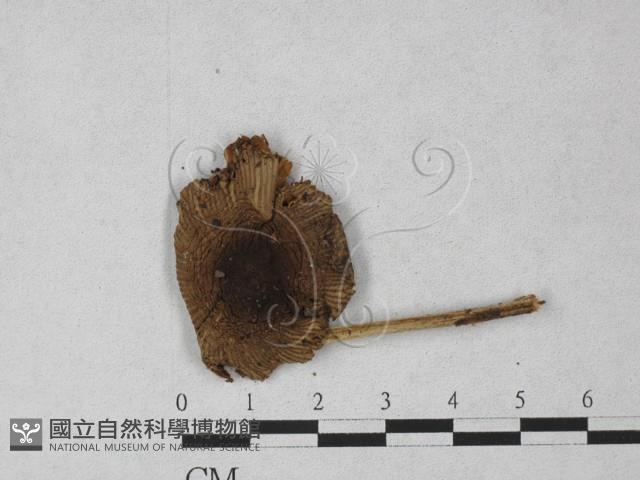 登錄號:F0027370藏品圖，第3張