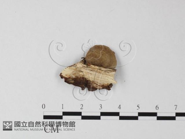 登錄號:F0025370藏品圖，第3張
