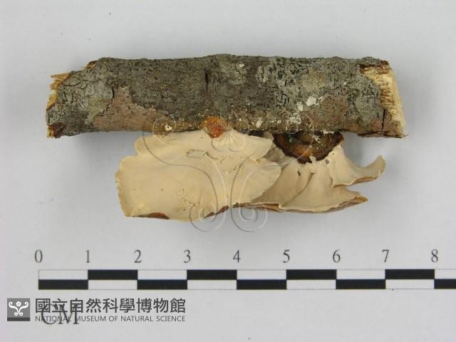 相鄰小孔菌藏品圖，第3張
