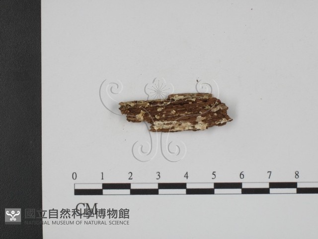 登錄號:F0009370藏品圖，第3張