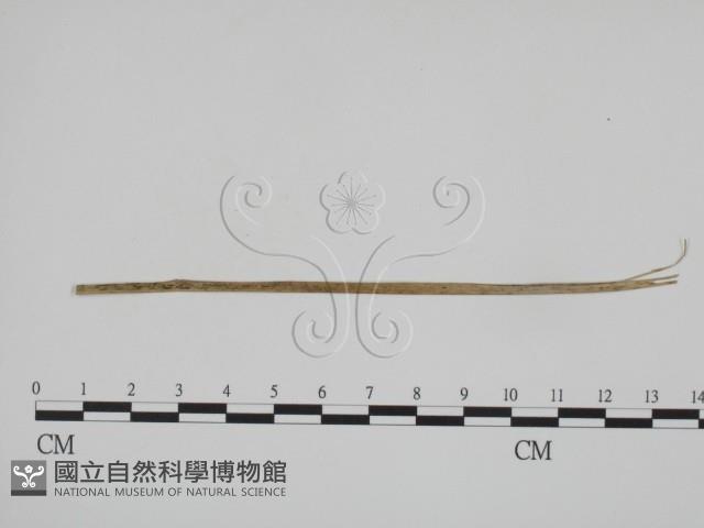 登錄號:F0019370藏品圖，第3張