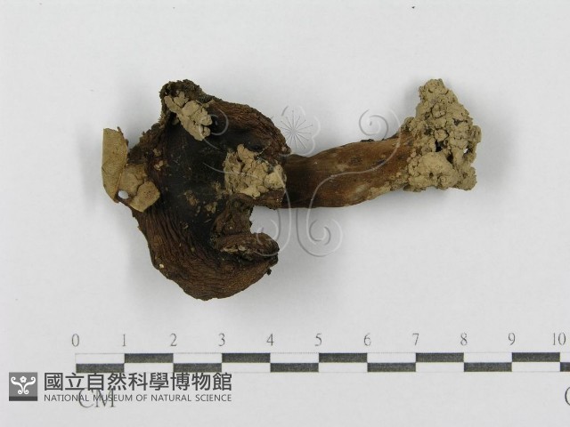 紅菇屬藏品圖，第3張