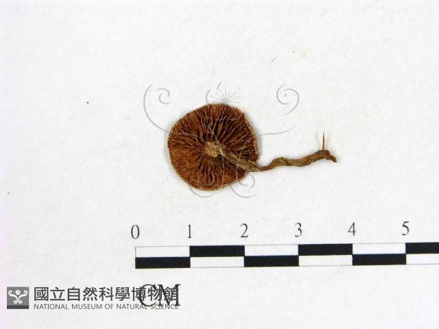 登錄號:F0013370藏品圖，第3張