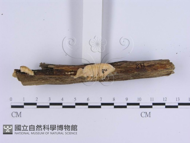 登錄號:F0008266藏品圖，第3張