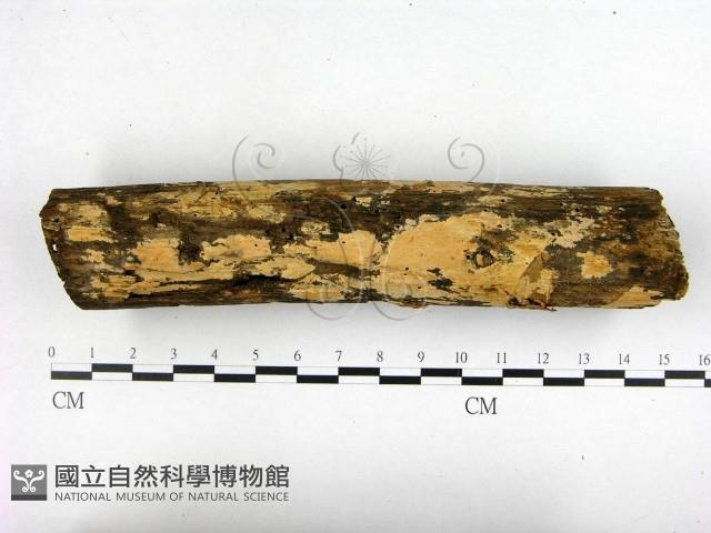 登錄號:F0000266藏品圖，第3張