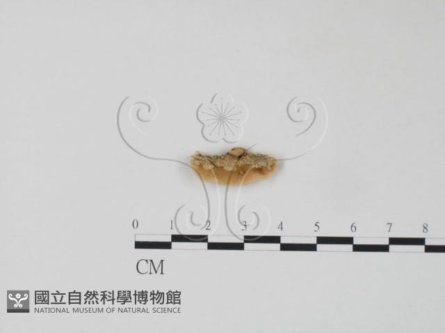 栓菌屬藏品圖，第3張