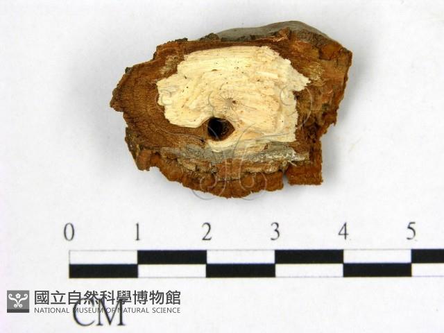 登錄號:F0006266藏品圖，第3張