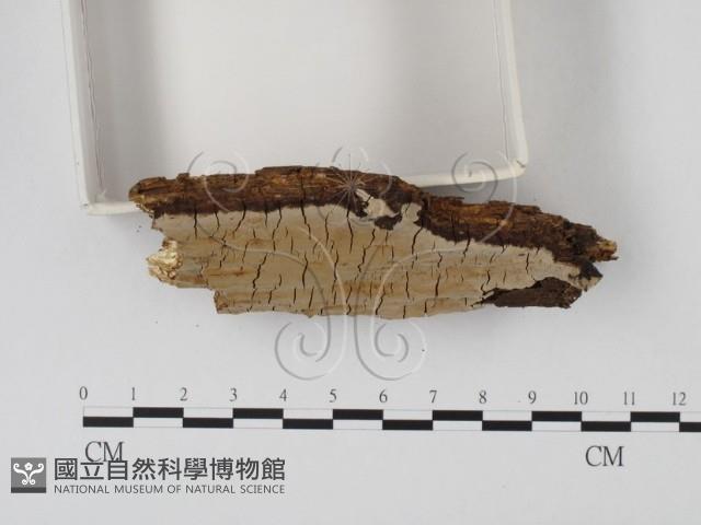 登錄號:F0001266藏品圖，第3張