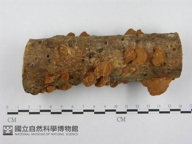木層孔菌屬藏品圖，第3張