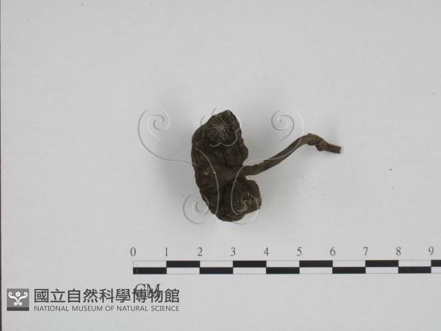 登錄號:F0024266藏品圖，第3張