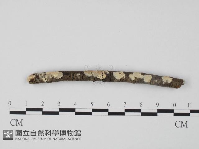登錄號:F0004266藏品圖，第3張