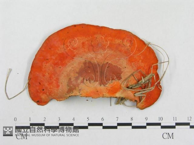 血紅密孔菌藏品圖，第3張