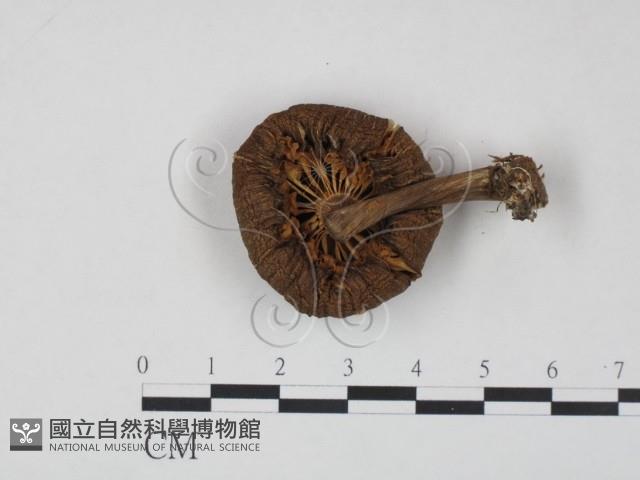 登錄號:F0022266藏品圖，第3張