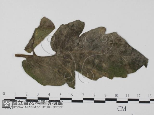 登錄號:F0012266藏品圖，第3張