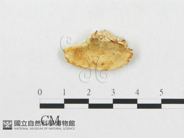 登錄號:F0007266藏品圖，第3張