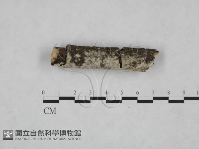 冇骨消絲齒菌藏品圖，第3張