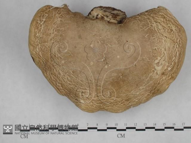 登錄號:F0015266藏品圖，第3張