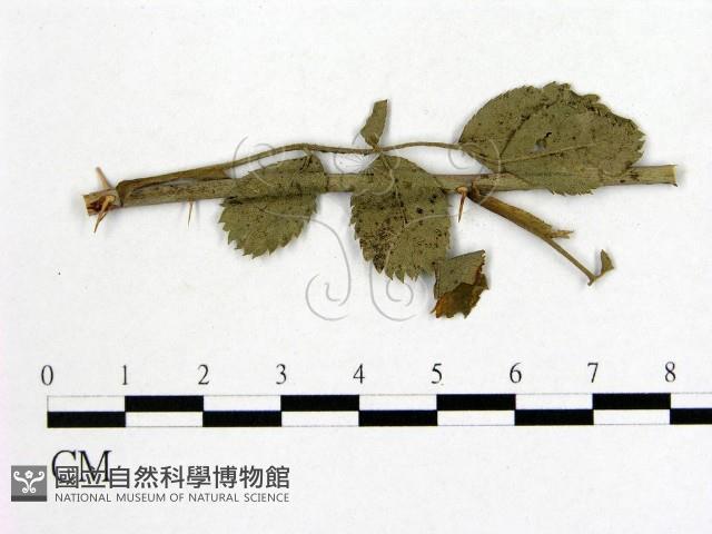 館號:F0019266藏品圖，第3張