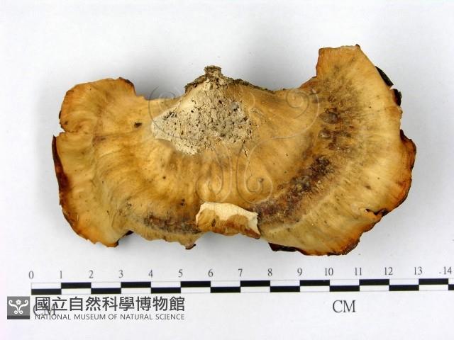 登錄號:F0003266藏品圖，第3張