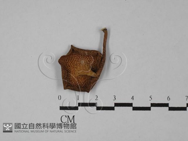 登錄號:F0028866藏品圖，第3張