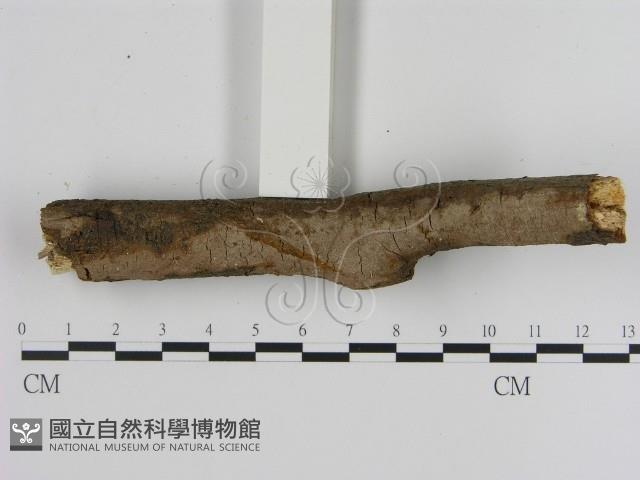 刺革菌屬藏品圖，第3張