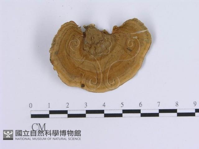 蠔韌革菌藏品圖，第3張