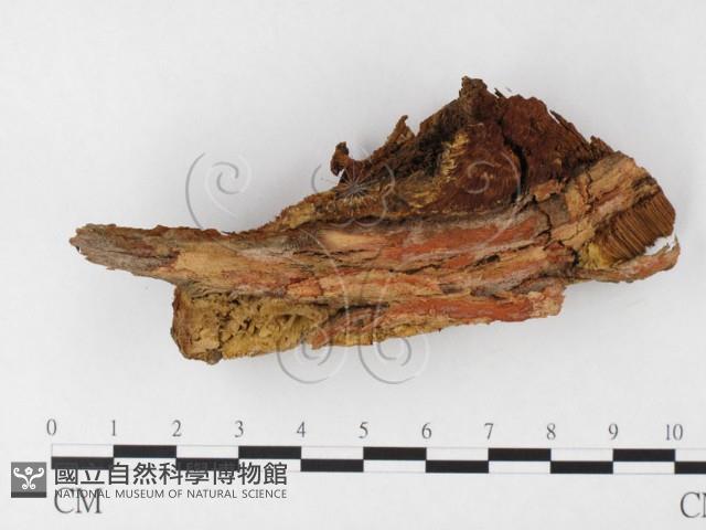 纖孔菌屬藏品圖，第3張