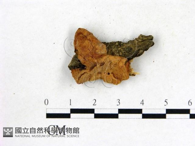 登錄號:F0006866藏品圖，第3張