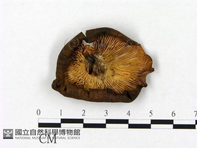 登錄號:F0021866藏品圖，第3張
