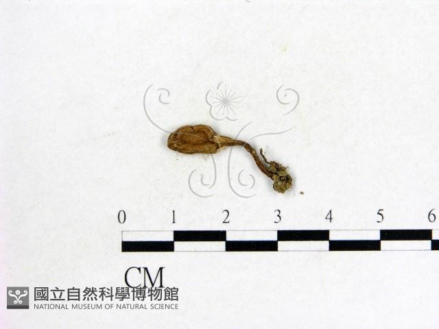 鬼傘屬藏品圖，第3張