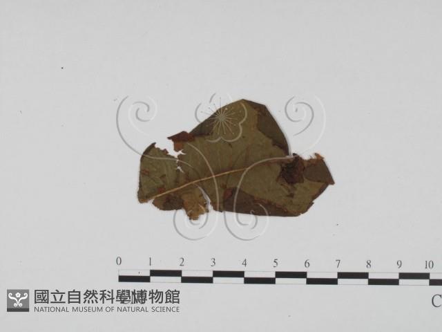 登錄號:F0011866藏品圖，第3張