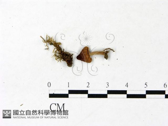 登錄號:F0022866藏品圖，第3張